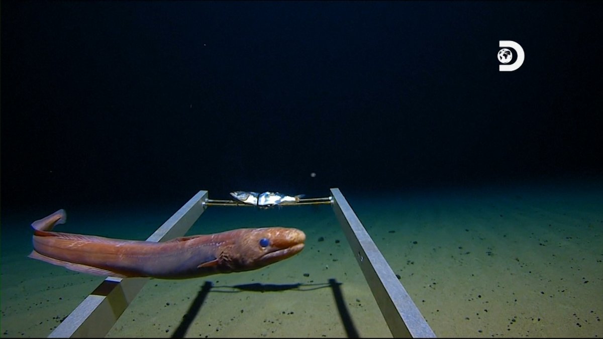 man-descends-to-deepest-ever-ocean-depths-and-finds-trash-national