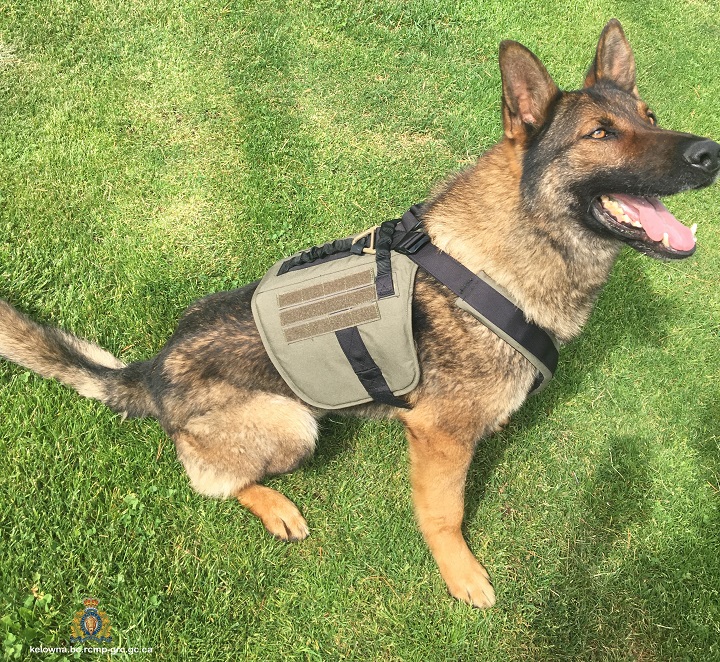 Kelowna RCMP say Police Service Dog Fritz helped track down a Kelowna man after a stolen Chevrolet Cobalt collided with parked Nissan Titan in the Glenmore area, early Tuesday.