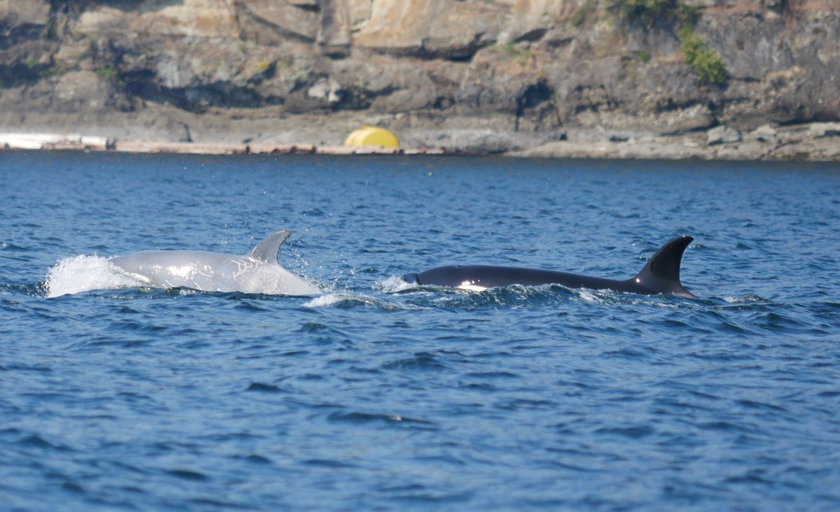 A white-coloured orca calf spotted near Nanaimo on Tuesday.