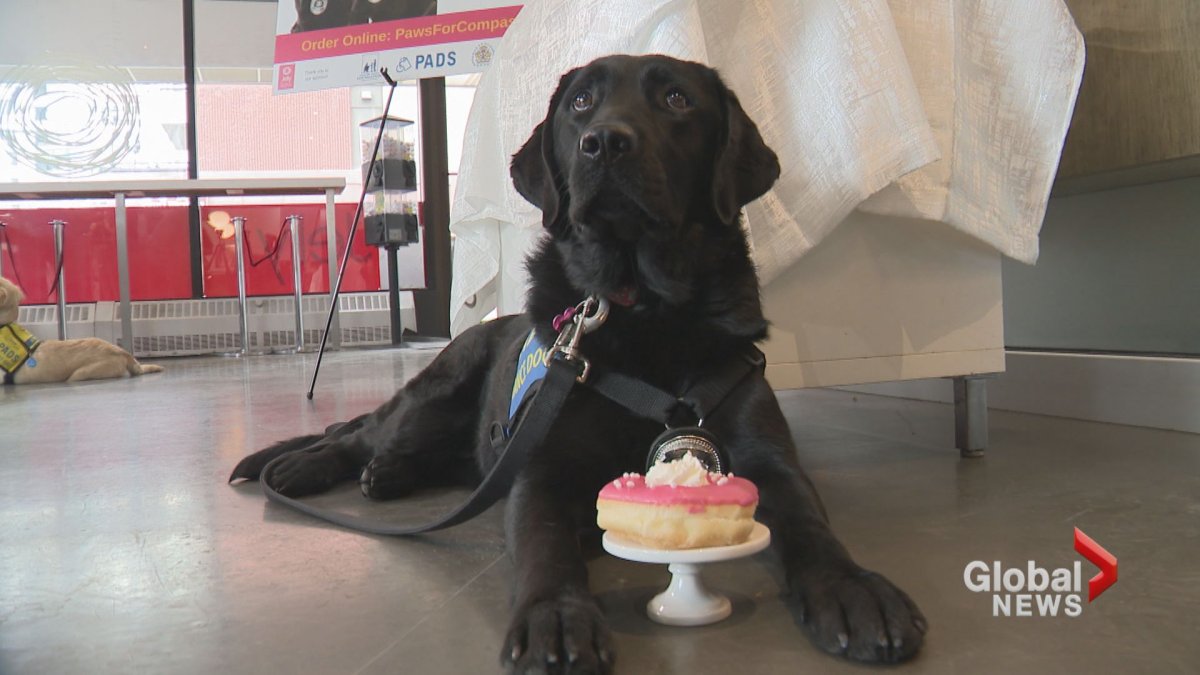 A PADS dog poses in front of a Jelly Modern Donut created as a fundraiser. 