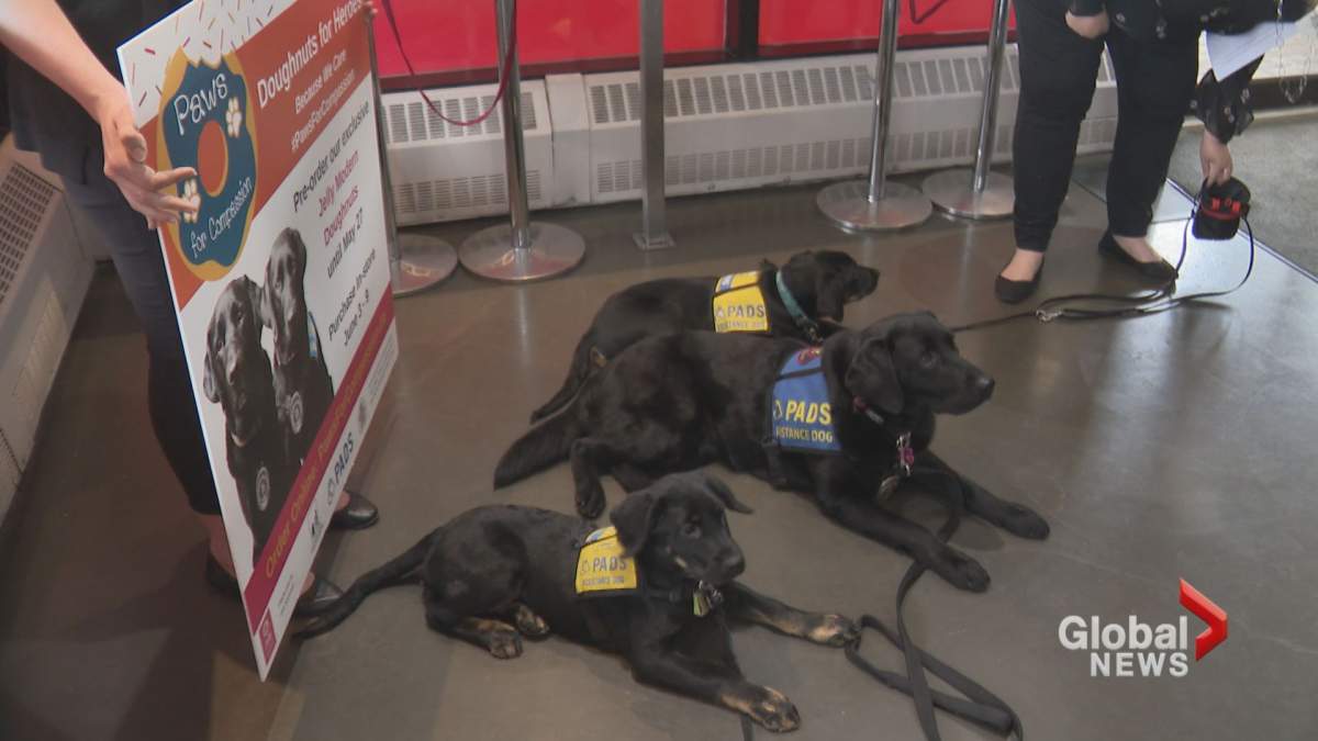 PADS dogs pose at Jelly Modern Donuts.