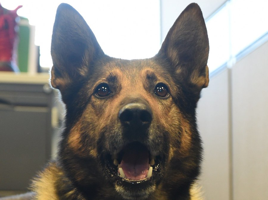 Parker, a former Halton Police service dog, has died just weeks into retirement.