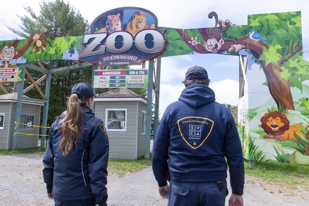 Society for the Prevention of Cruelty to Animals officers enter a zoo where the owner of the zoo was arrested on charges of cruelty to animals in St-Edouard-de-Maskinonge, Que. on Tuesday, May 21, 2019.