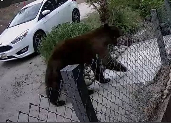 Annemarie de Jong's surveillance caught a bear walking near her front door in Peachland Wednesday.