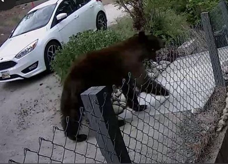 Annemarie de Jong's surveillance caught a bear walking near her front door in Peachland Wednesday. 