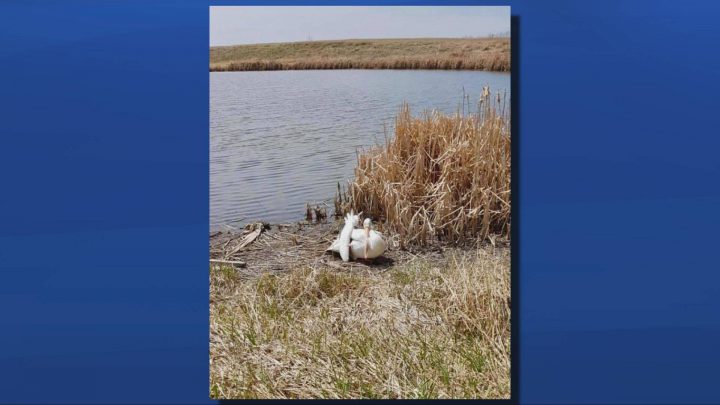 The injured pelican at the Joanne Goulet Golf Course in Regina.