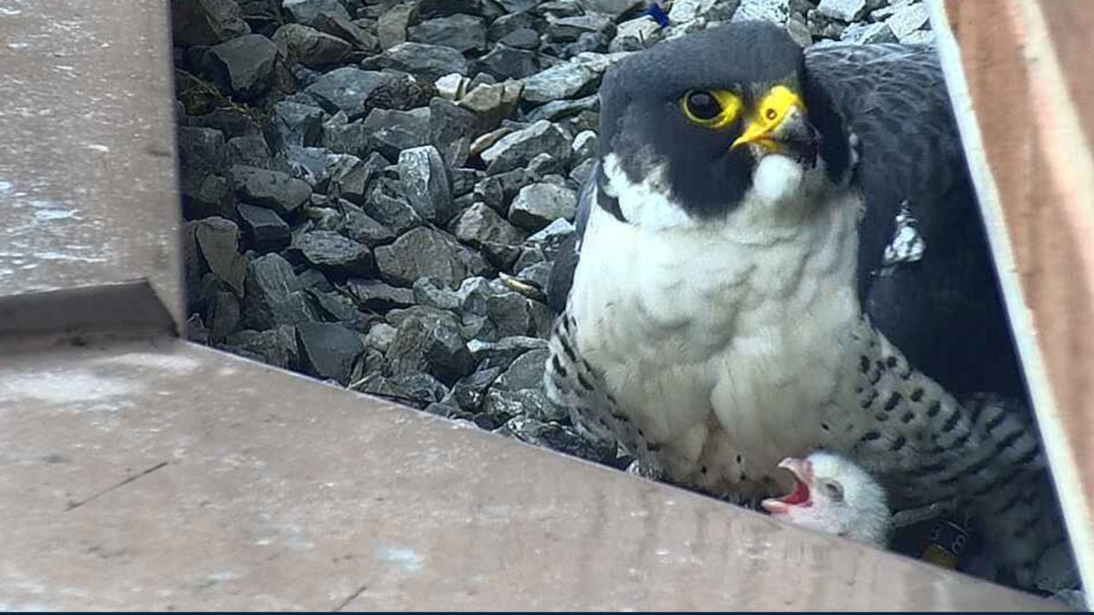 The baby is on as two Peregrin Falcons in Hamilton showed off a pair of chicks on Tuesday April 28, 2019.