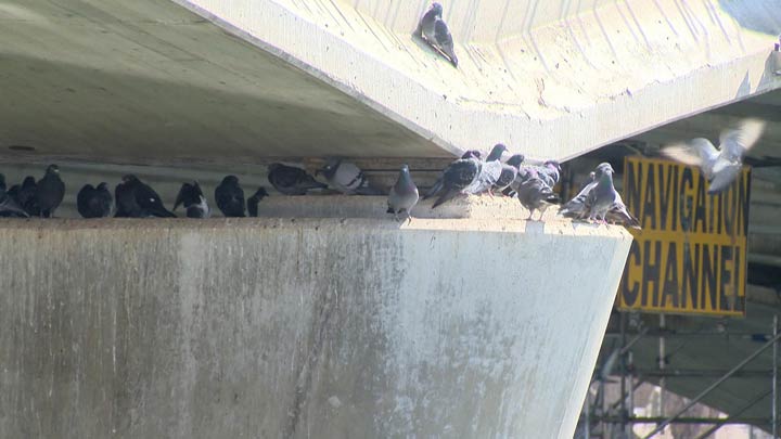 The City of Saskatoon said relocating or displacing the birds is not recommended because they are likely to fly back or move into other civic spaces.