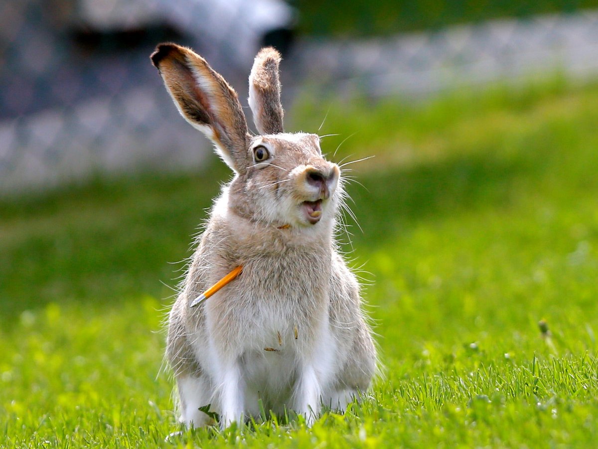 Injured rabbit in Arbour Lake.