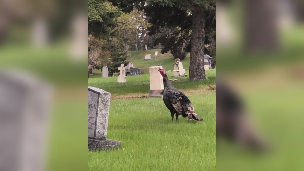 The Ramsay turkey is seen in a cemetery in southeast Calgary. 