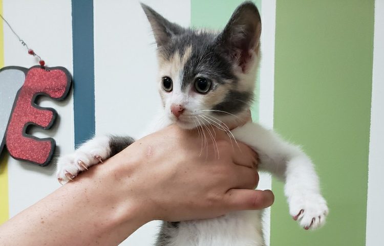 Unicorn is a rare male calico kitten.