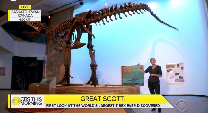 CBS correspondent Jamie Yuccas paid a visit to the Royal Saskatchewan Museum ahead of the opening of the dinosaur's display.