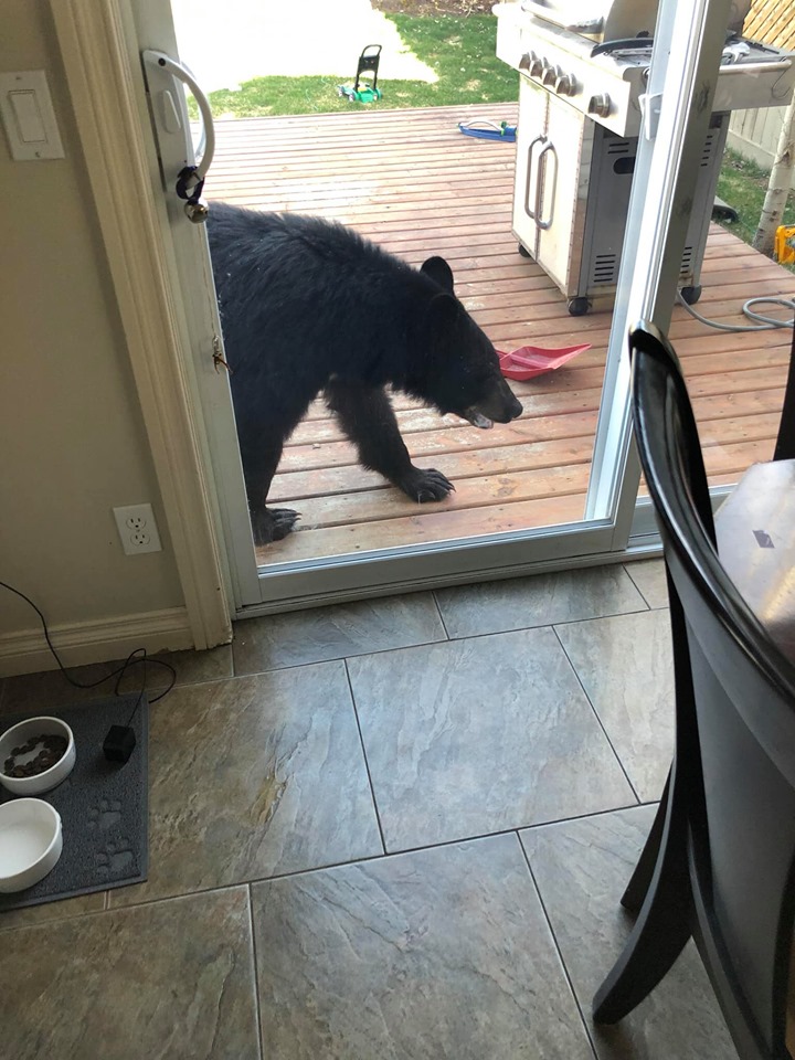 A bear walks along the deck of a home in St. Albert.