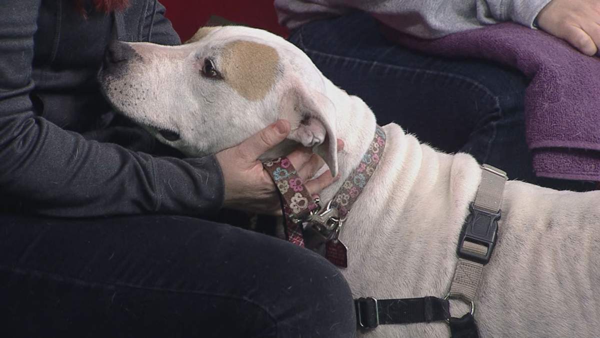Lady gets some snuggles during Adopt A Pal on Global News Morning.