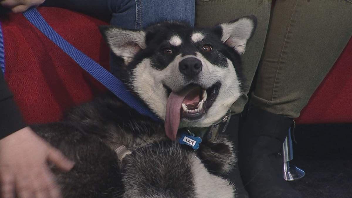 Pickles took time to lounge out on the set of Global News Morning.