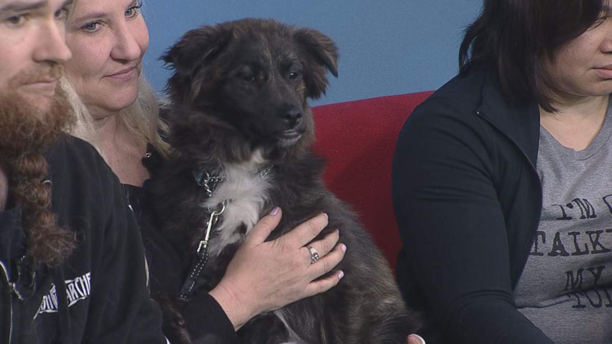 Miny snuggles with her foster parent while appearing on Adopt A Pal.