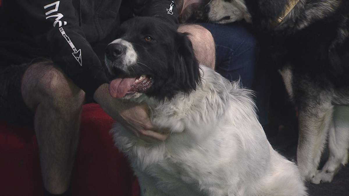 Ronnie shows off to the camera for this week’s edition of Adopt A Pal.