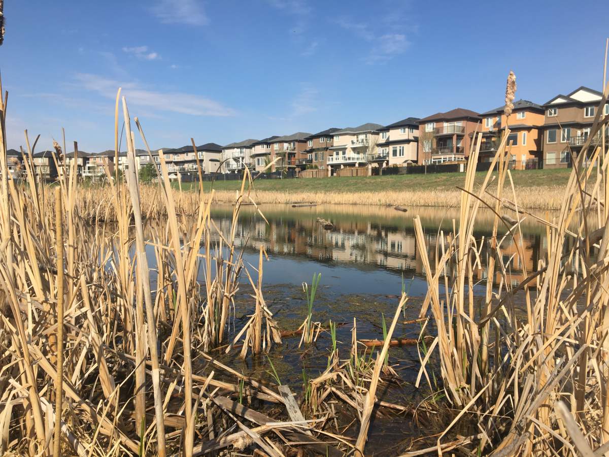 Edmonton storm water pond. Tuesday, May 14, 2019.