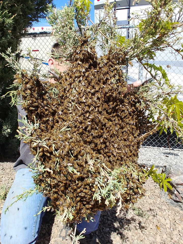 Okanagan beekeeper safely removes swarm of 20,000 bees — without a suit