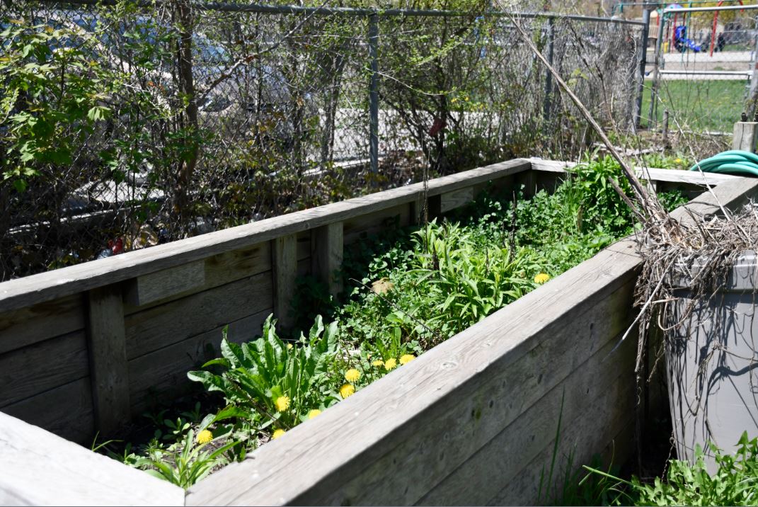 Thorncliffe Family Garden, a community garden in Toronto. 