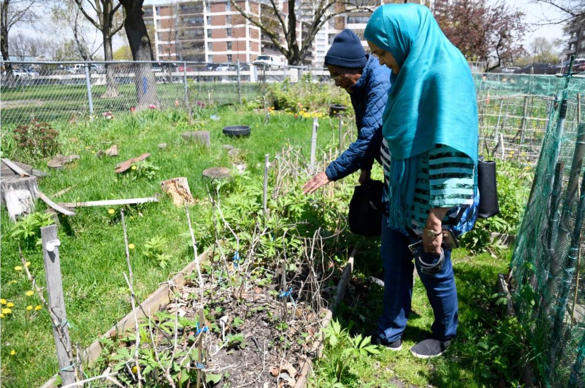 Sabina Ali (right) and Alice Cariman of the Thorncliffe Family Garden in Toronto. 