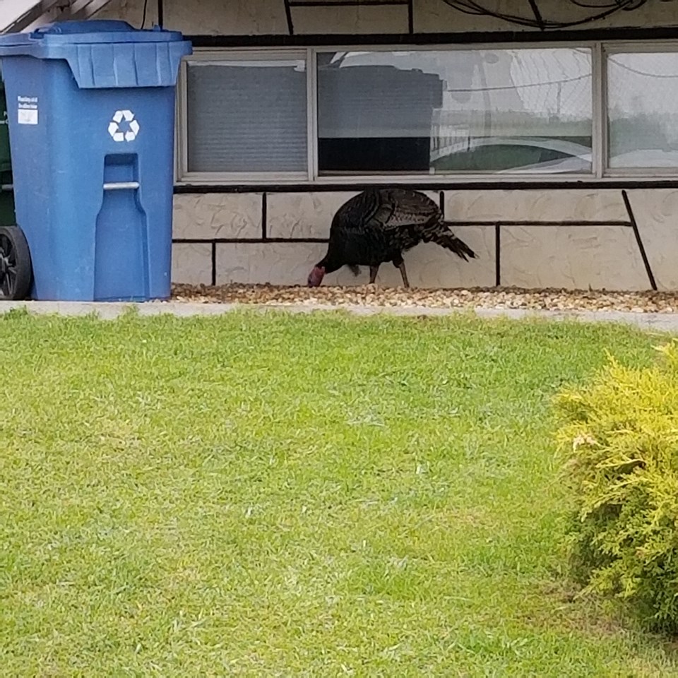 A wild turkey is seen taking shelter from the rain in the community of Ramsay in southeast Calgary.