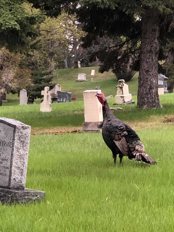 The Ramsay turkey is seen in a cemetery in southeast Calgary.
