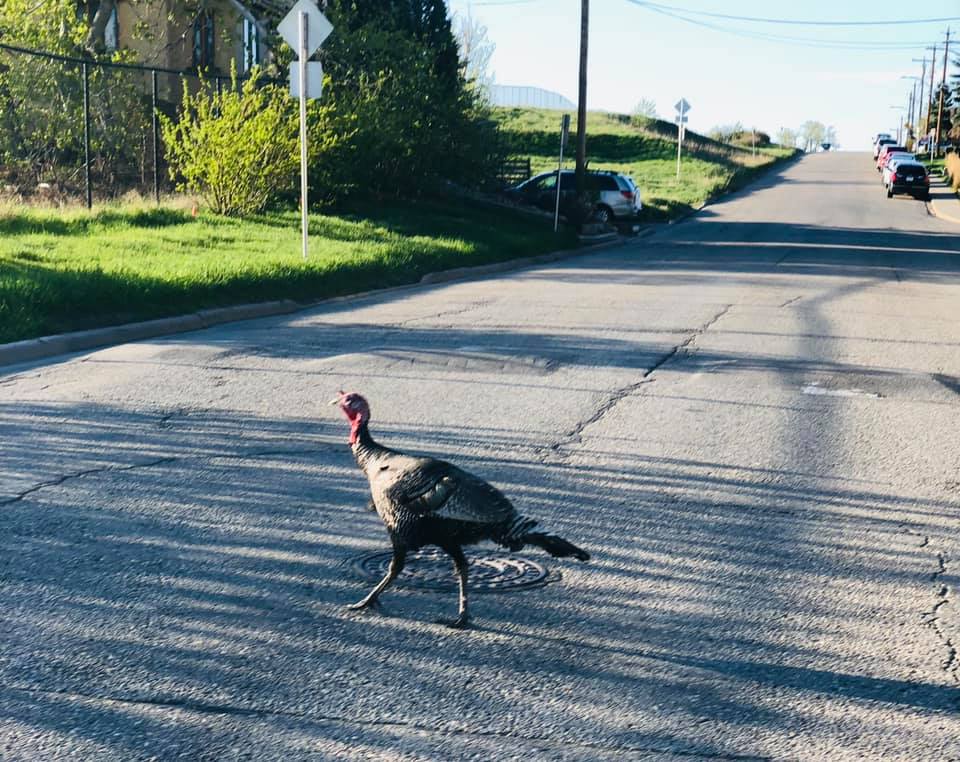 A wild turkey walks along a street in the southeast Calgary community of Ramsay.