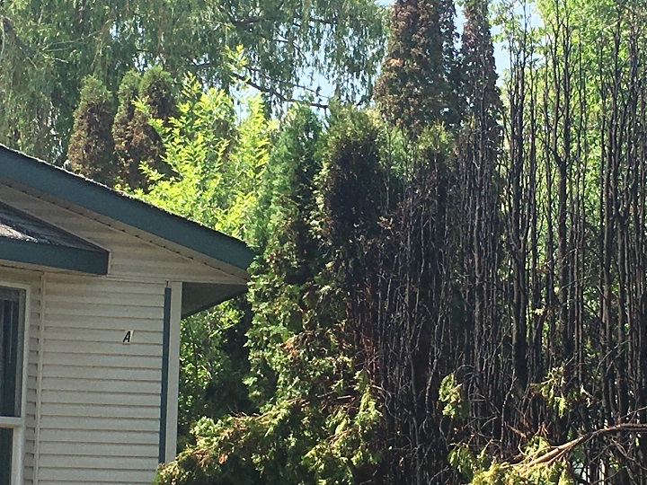 A hedge fire sparked to life in West Kelowna on Friday morning. West Kelowna Fire Rescue said the fire, which was doused by residents in the mobile home park, was caused by a cigarette.