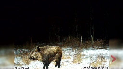 The growth rate of wild pigs on the Prairies is being called “an ecological train wreck.”