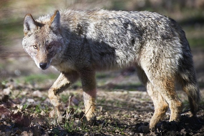 A coyote is seen at Cherry Beach in Toronto, Ont. Tuesday, April 3, 2012. 