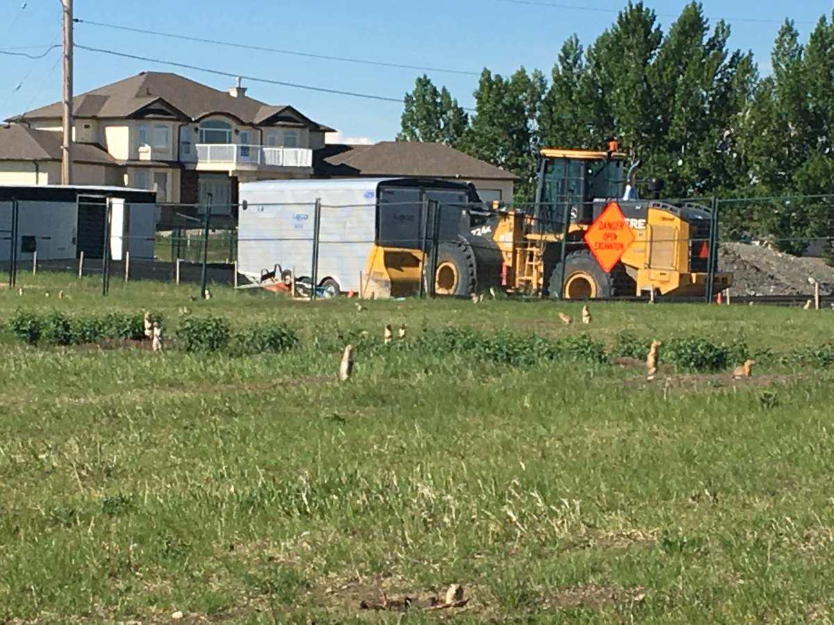 Richardson ground squirrels in a Calgary backyard in Saddle Ridge on June 15, 2019.