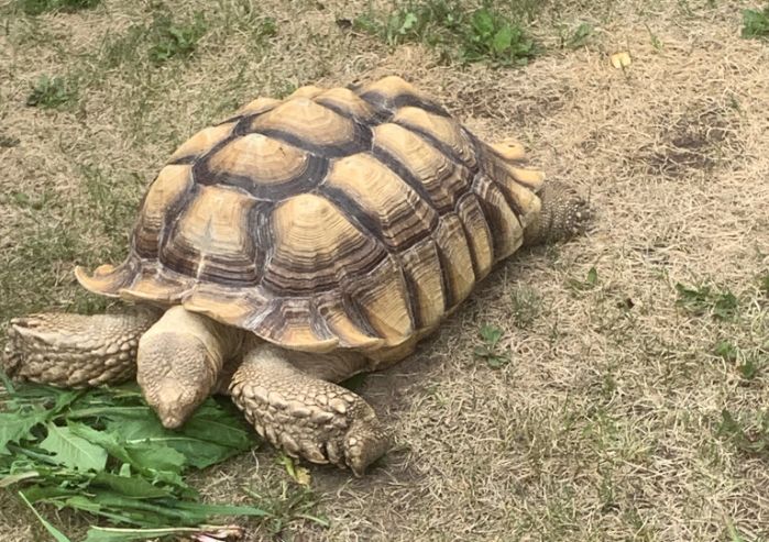 Pet tortoise found by staff member of Oski Pasikoniwew Kamik school in northern Alberta on June 19, 2019.