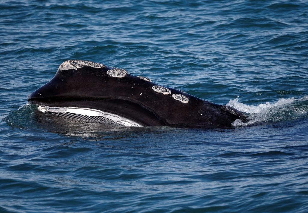 The baleen is visible on a North Atlantic right whale as it feeds on the surface of Cape Cod bay off the coast of Plymouth, Mass. on March 28, 2018.