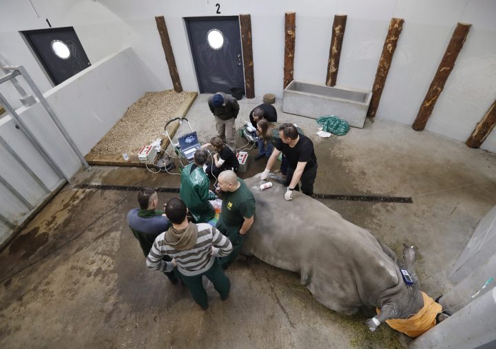 Team of experts harvests eggs from female southern white rhino, 17-year-old Hope, at a zoo park in Chorzow, Poland, Wednesday, Feb. 13, 2019. 