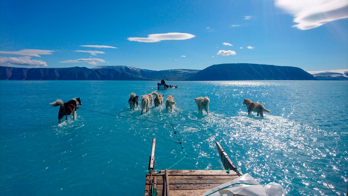 In this photo taken on Thursday, June 13, 2019 sled dogs make their way in northwest Greenland with their paws in melted ice water. 