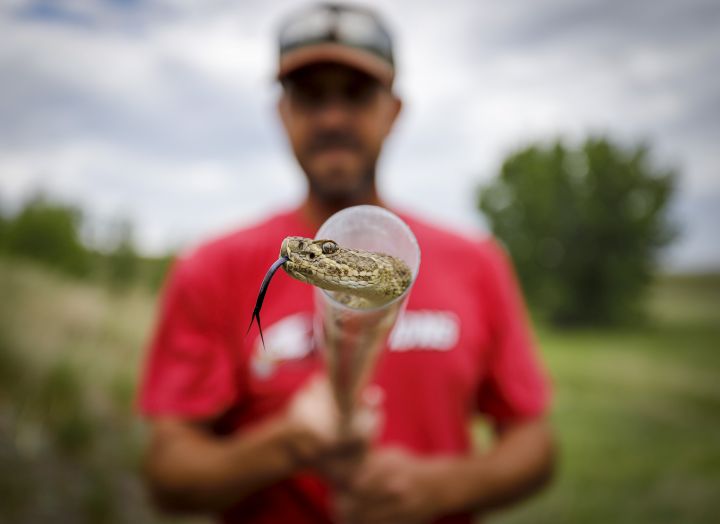 Rattlesnake wrangler Ryan Heavy Head holds a female rattlesnake he captured in a coulee in Lethbridge, Alta., Thursday, June 6, 2019.