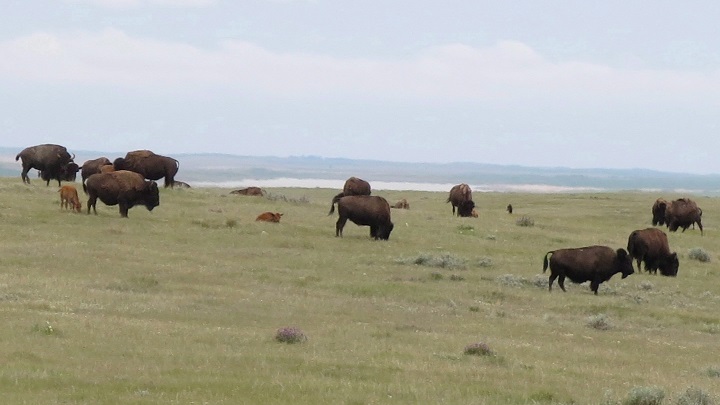 Research into free-roaming plains bison in Saskatchewan's Prince Albert National Park says the herd could go extinct from overhunting in fields outside the protected area. 