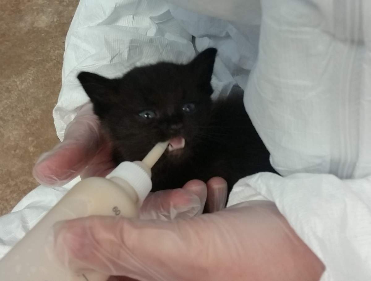 One of 40 Vancouver cats surrendered to the BC SPCA. 