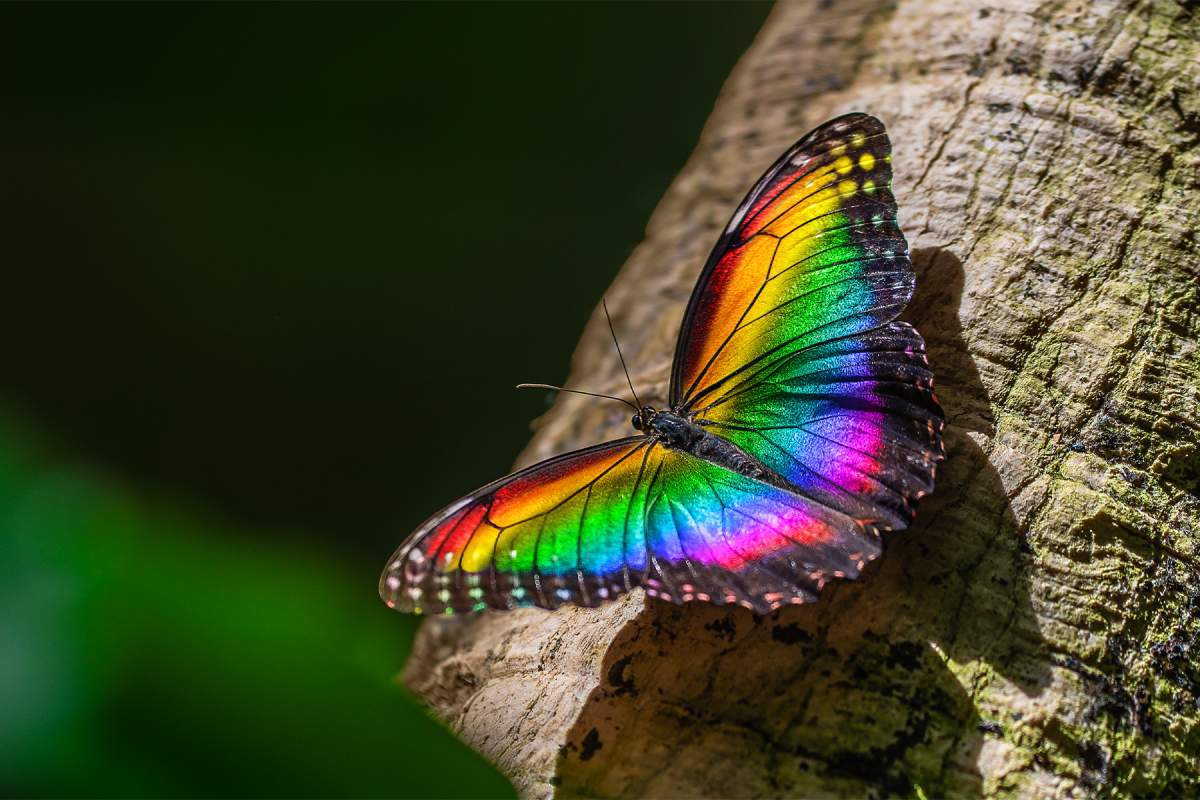 Pride After Hours at Vancouver Aquarium - image