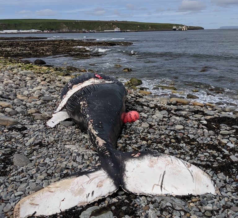 A humpback whale washed up on a beach in Scotland last month, bringing with it fishing gear from Nova Scotia.