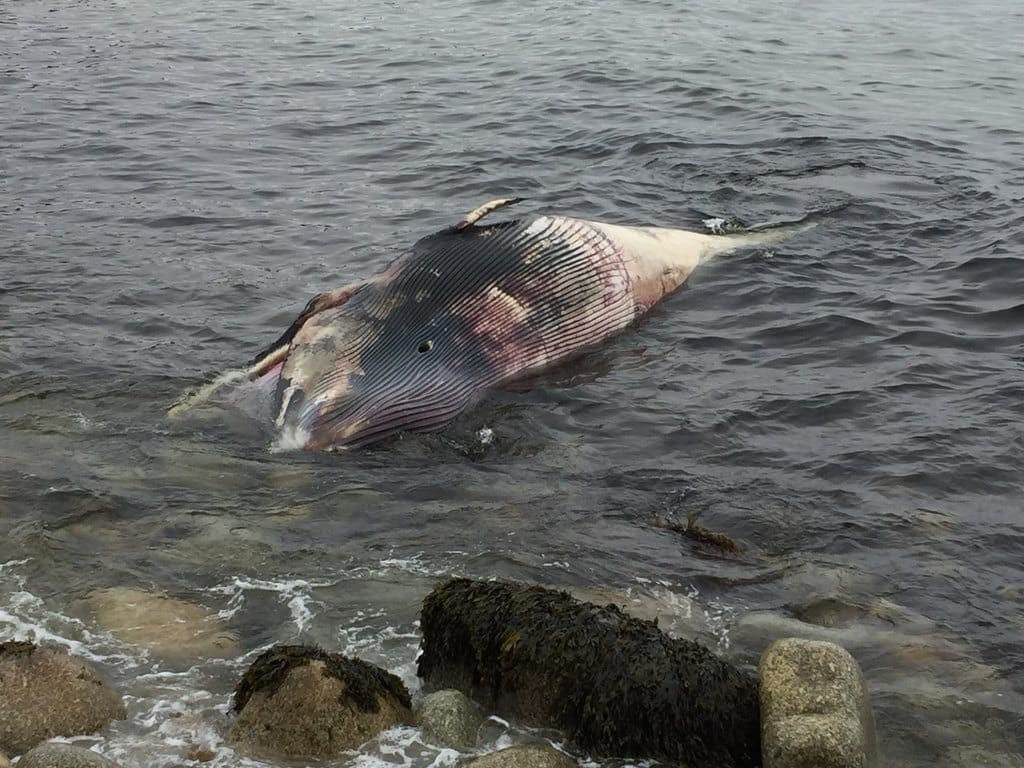 Dead male minke whale  reported dead on Queensland beach.
