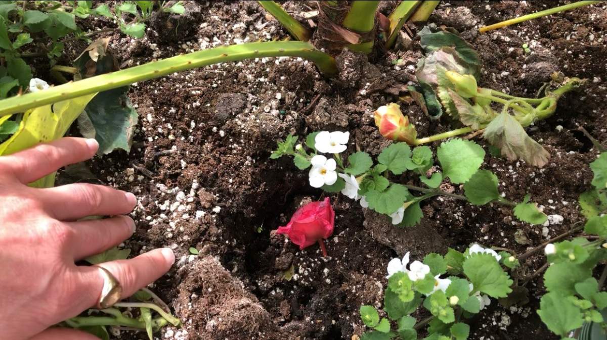 Holes from where the flowers got stolen.