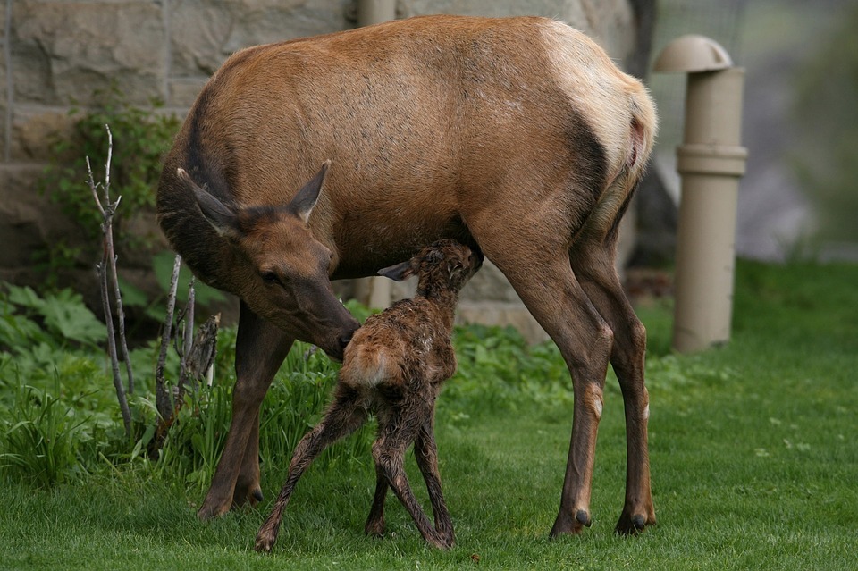 A file photo of an elk and calf.