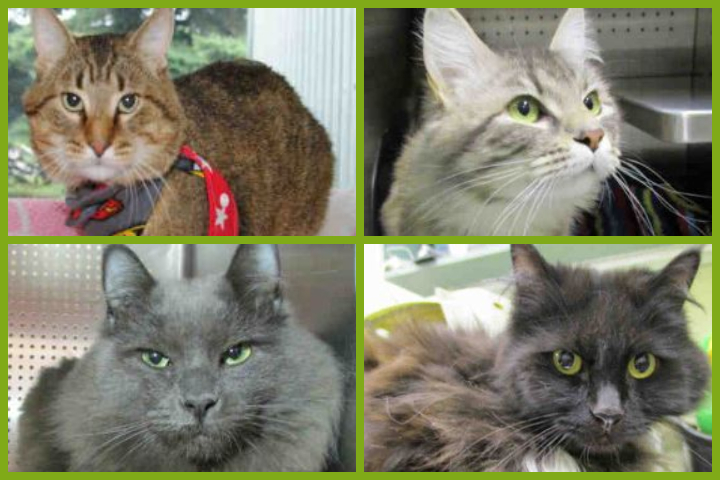 Cats that were up for adoption at the city-owned animal shelter in Calgary in late June. Clockwise from top left: Pecan, Dumpling, Buttons and Joker.