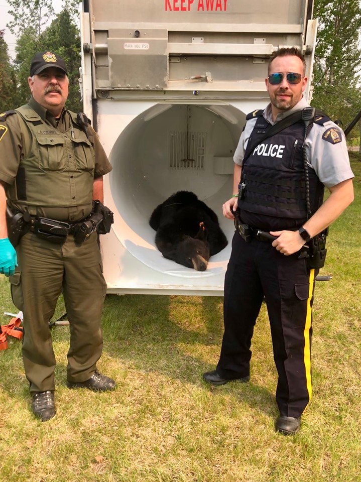 Video shows black bear being released following capture in Alberta town Globalnews.ca