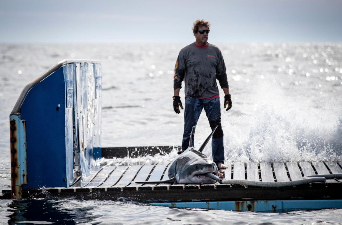 The Ocearch team began tracking Brunswick the Shark in February. 