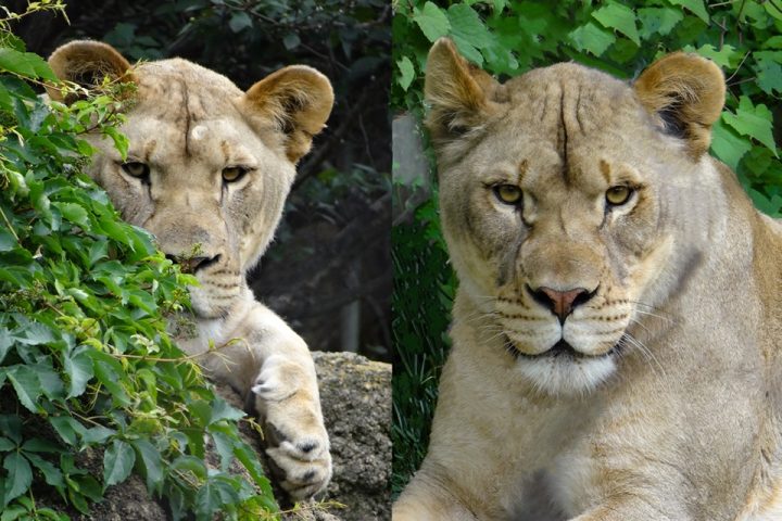 Two lions from the Philadelphia Zoo have arrived at the Calgary Zoo.