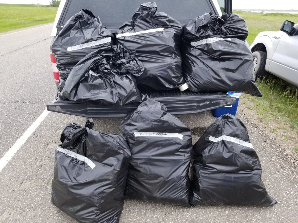 Garbage bags of cannabis seized by Manitoba RCMP.