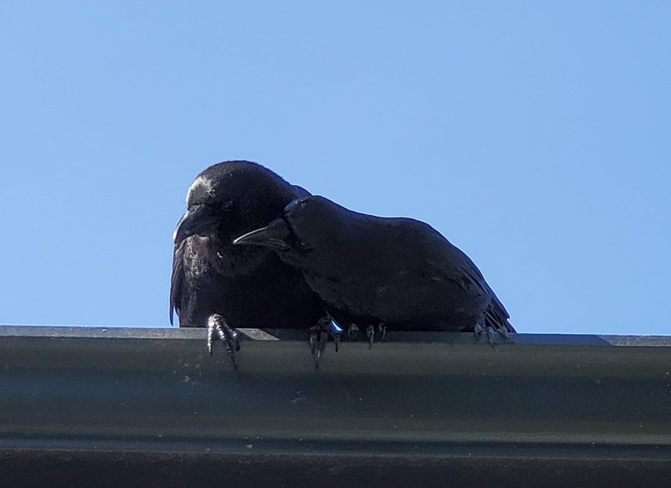 Canuck the Crow (left) and his mate Cassiar share a "tender moment" on a break from feeding their new brood of chicks. 
